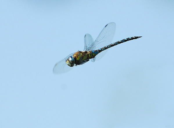 Aeschne mixte, Aeshna mixta