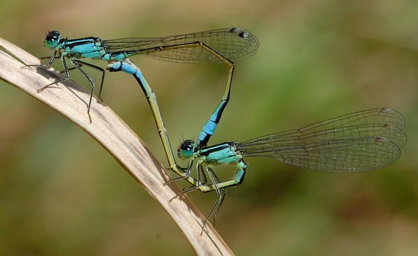 Agrion élégant (Ischnura elegans)