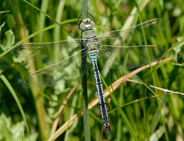 Anax imperator