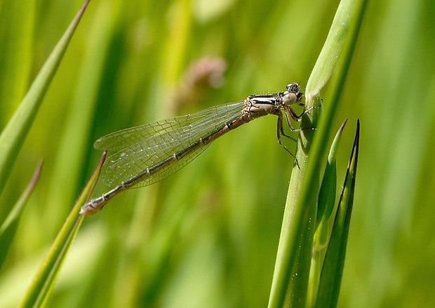 Coenagrion mercuriale