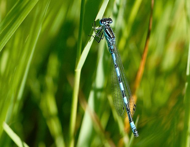 Coenagrion mercuriale