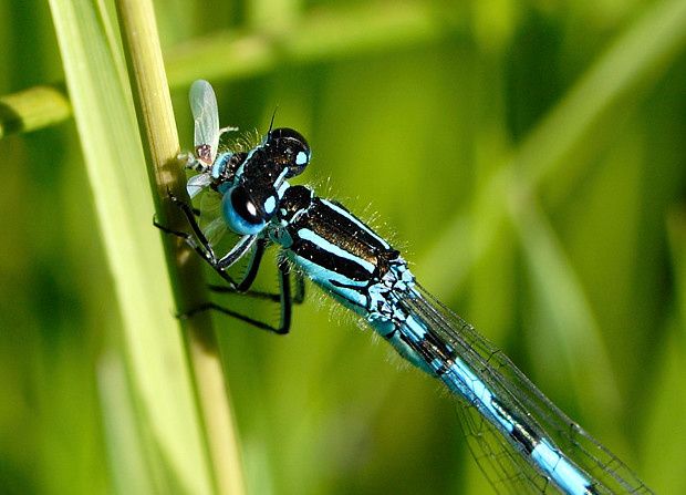 Coenagrion mercuriale