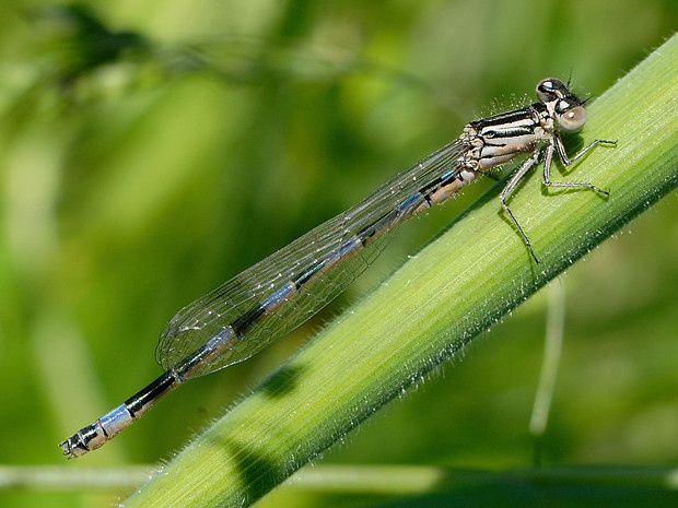 Coenagrion mercuriale