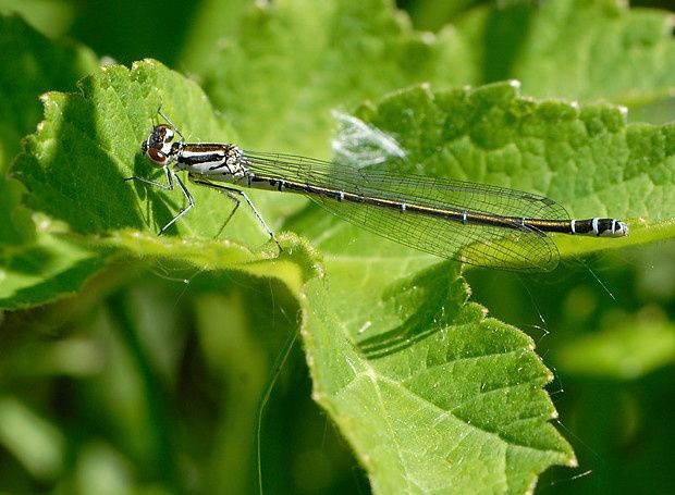 Coenagrion puella