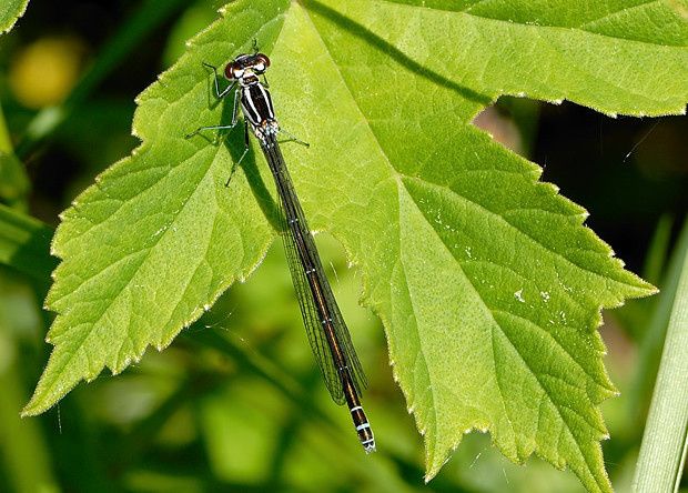Coenagrion puella