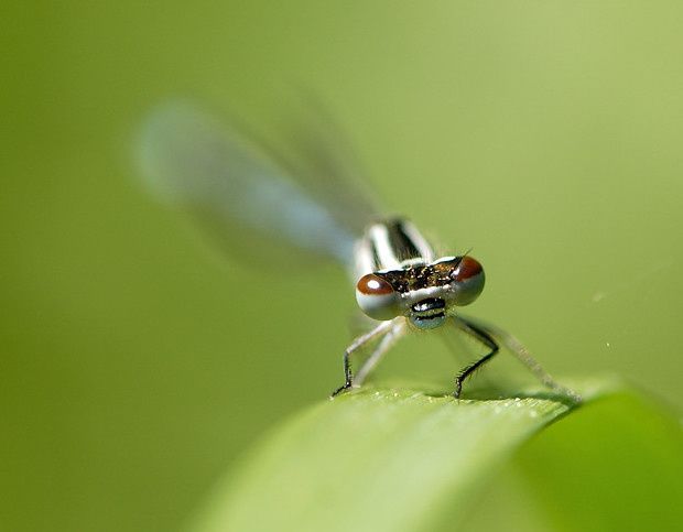 Coenagrion puella