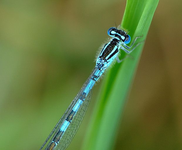 Coenagrion scitulum null