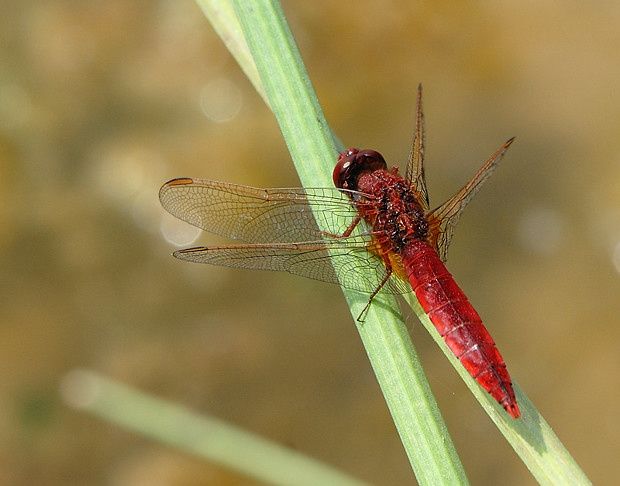 Crocothemis erythraea null