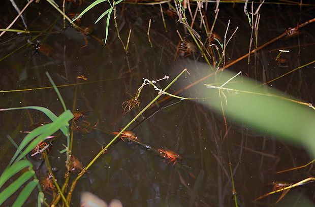 Procambarus clarkii null
