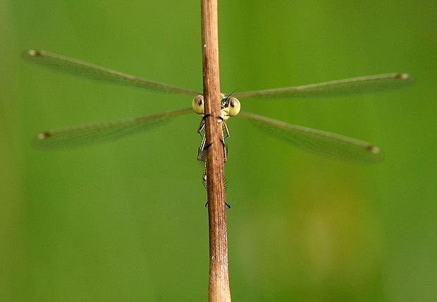 Lestes barbarus