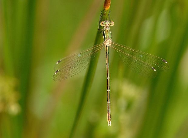 Lestes barbarus null