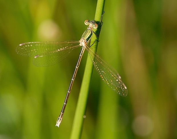 Lestes barbarus