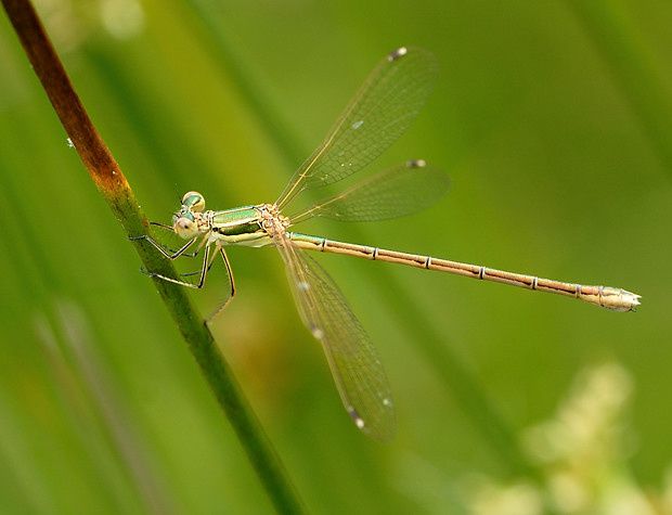 Lestes barbarus null