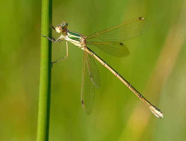 Lestes barbarus