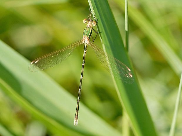 Lestes barbarus