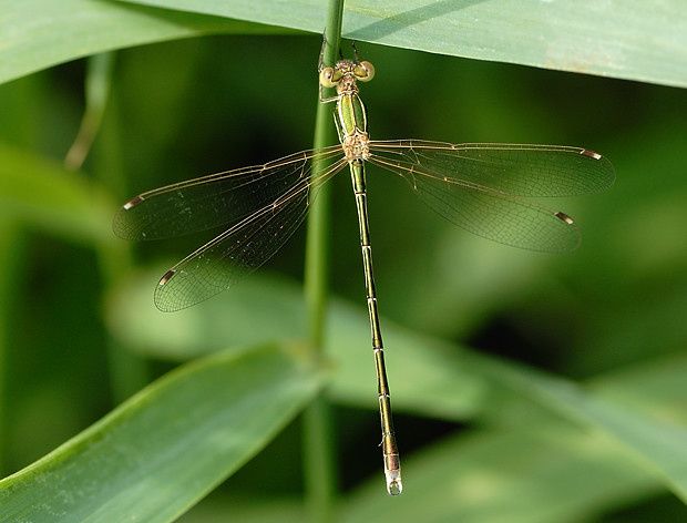 Lestes barbarus null