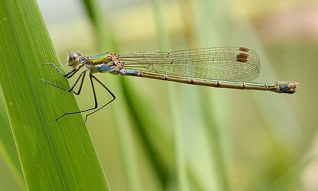Lestes dryas null