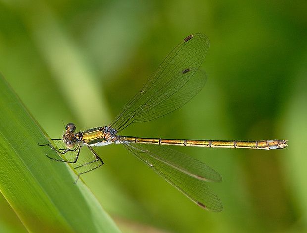 Lestes dryas null