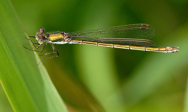Lestes dryas null