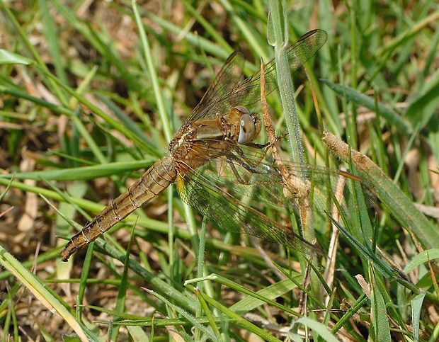 Crocothemis erythraea null