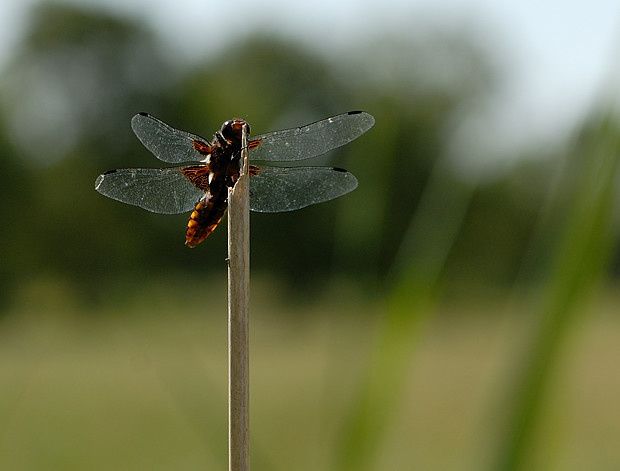 Libellula depressa