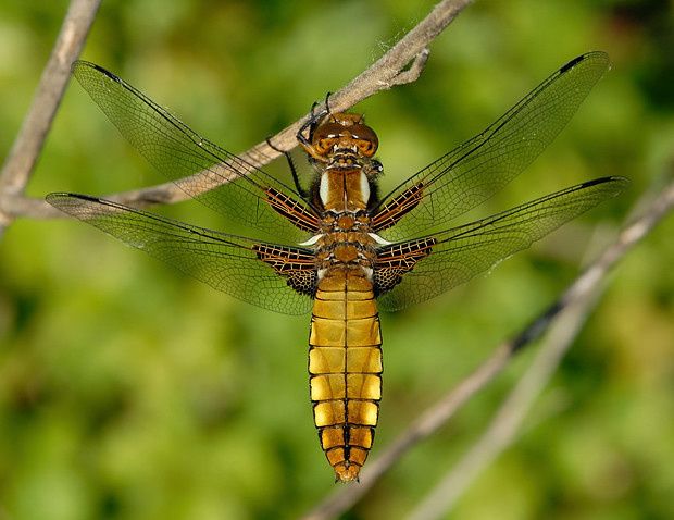 Libellula depressa