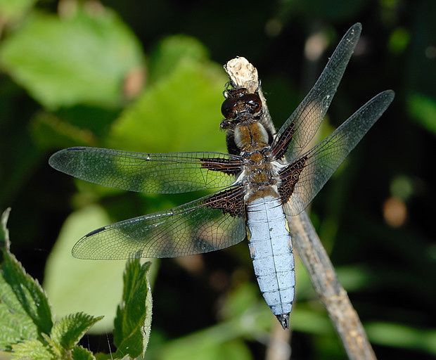 Libellula depressa