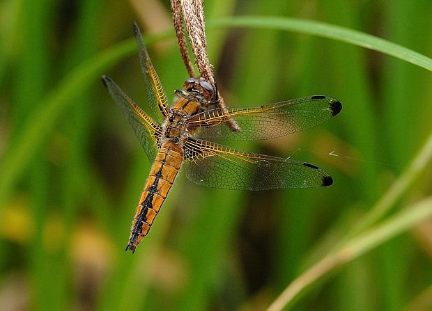 Libellula fulva
