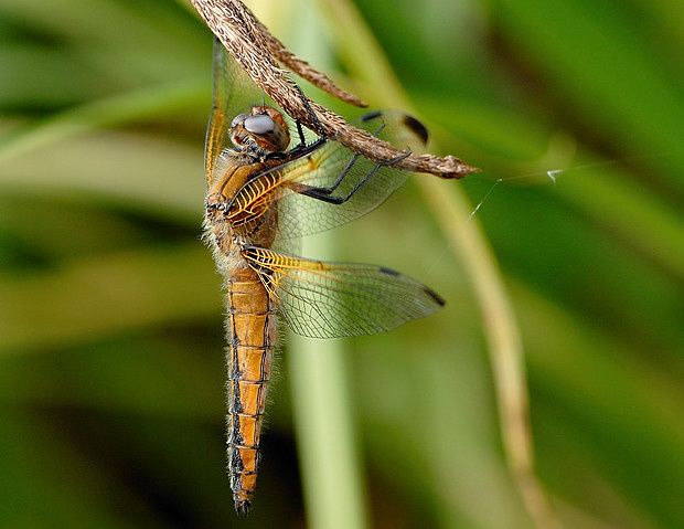 Libellula fulva