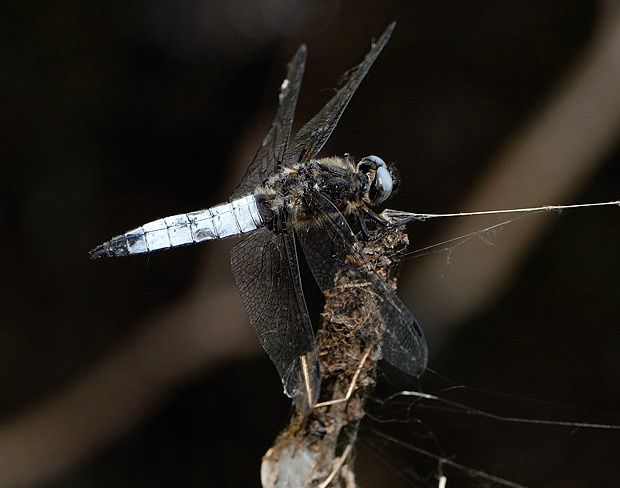 Libellula fulva null