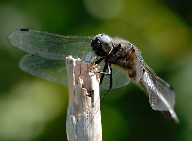 Libellula fulva