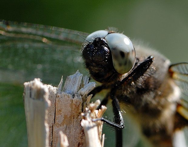 Libellula fulva