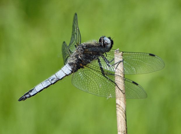 Libellula fulva