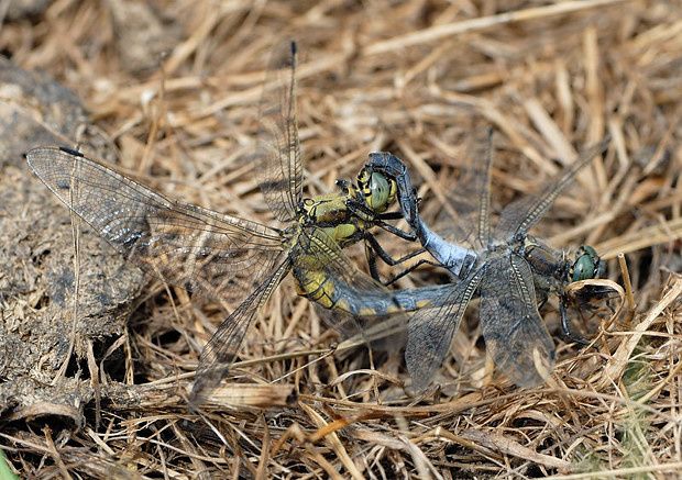 Orthetrum cancellatum null