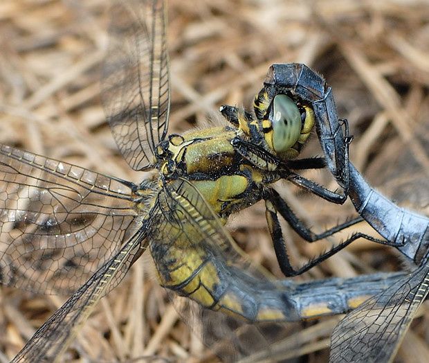 Orthetrum cancellatum null