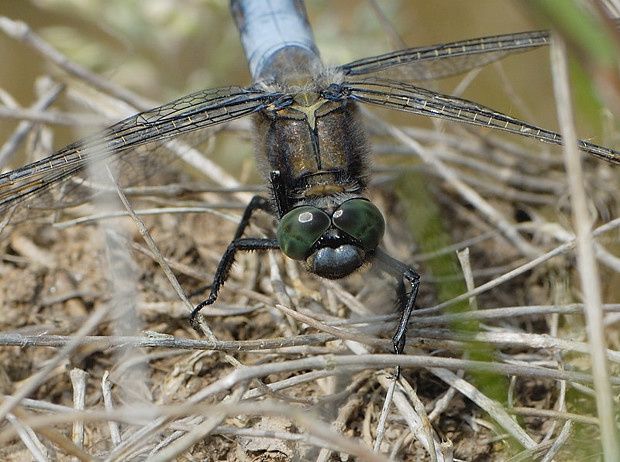 Orthetrum cancellatum null