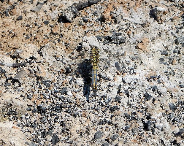 Orthetrum cancellatum