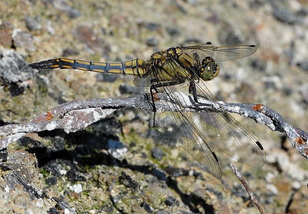 Orthetrum cancellatum