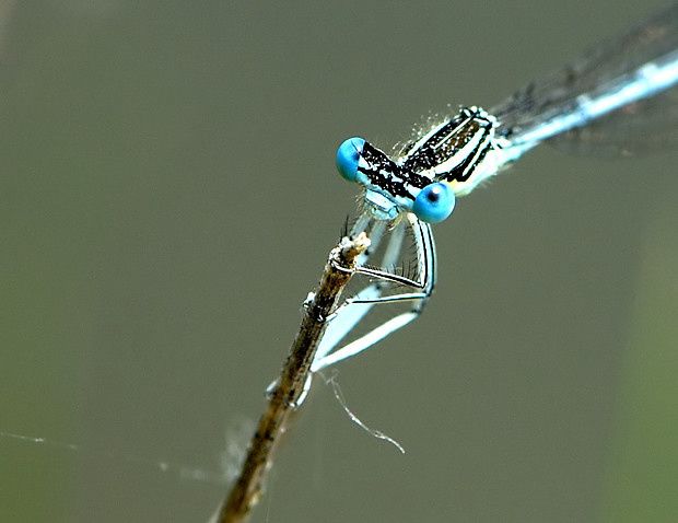 Platycnemis pennipes null