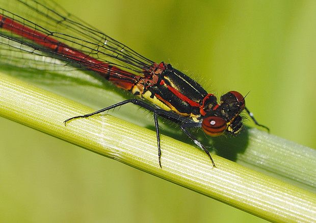 Pyrrhosoma nymphula