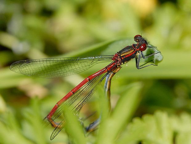 Pyrrhosoma nymphula