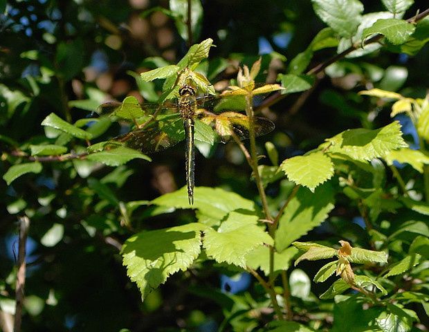 Somatochlora metallica