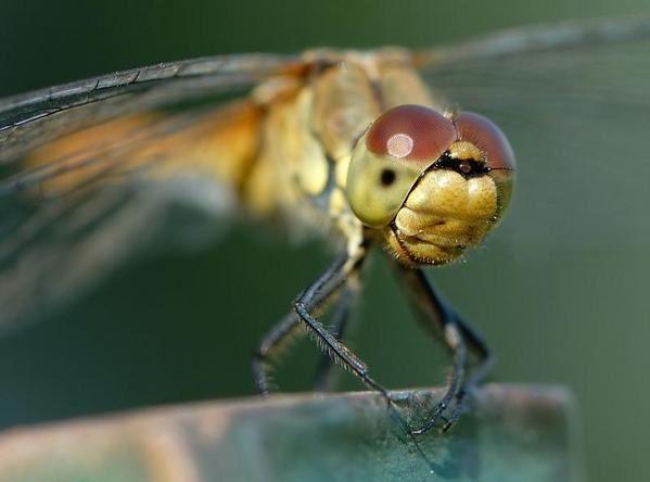 Sympetrum sanguineum, Sympétrum sanguin, Sympétrum rouge sang