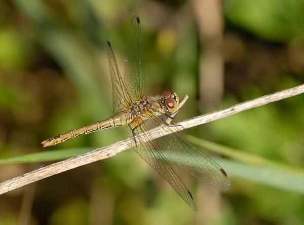 Sympetrum sanguineum, Sympétrum sanguin, Sympétrum rouge sang