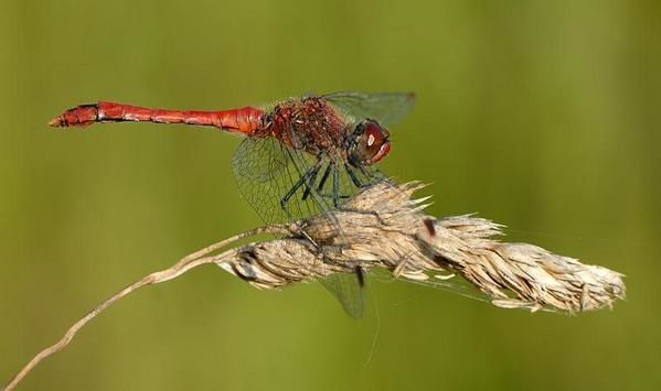 Sympetrum sanguineum, Sympétrum sanguin, Sympétrum rouge sang