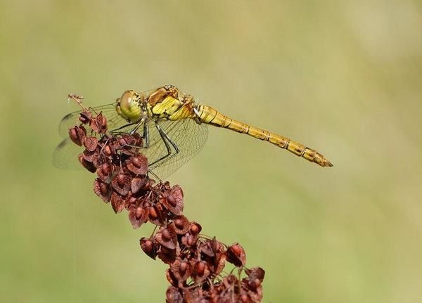 Sympetrum striolatum, Sympétrum strié, Sympétrum à côtés striés