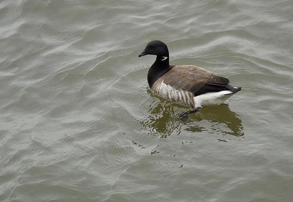 Bernache cravant, Branta bernicla, Brent Goose