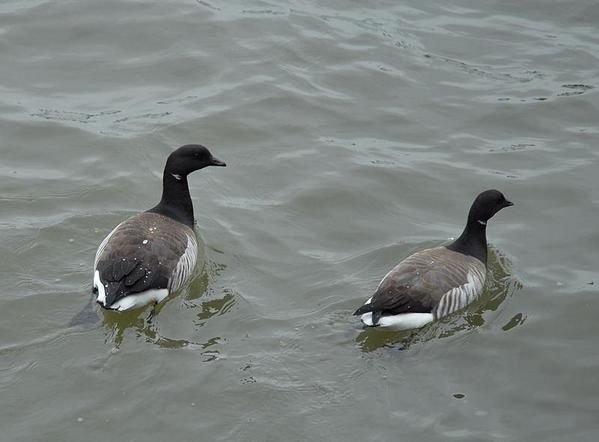 Bernache cravant, Branta bernicla, Brent Goose