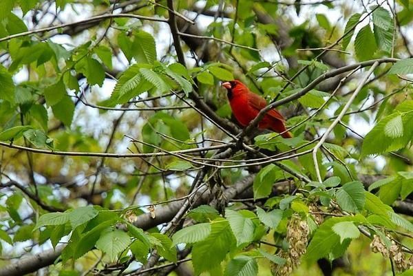Cardinal rouge, Cardinalis cardinalis, Northern Cardinal