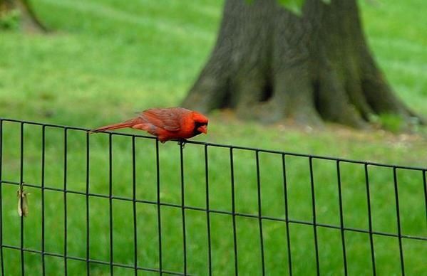 Cardinal rouge, Cardinalis cardinalis, Northern Cardinal